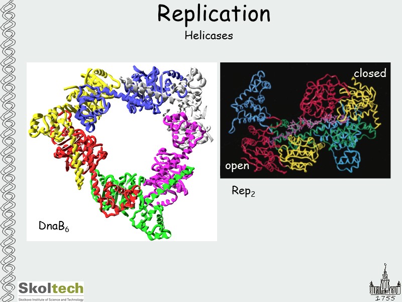 Replication Helicases DnaB6 Rep2 open closed